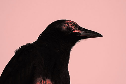 Shaded Crow Gazing Towards Sunlight (Red Tone)