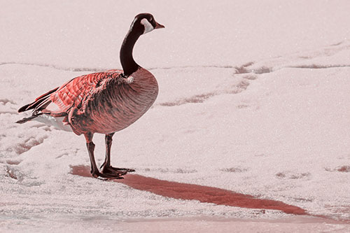 Shadow Casting Canadian Goose Standing Among Snow (Red Tone Photo)