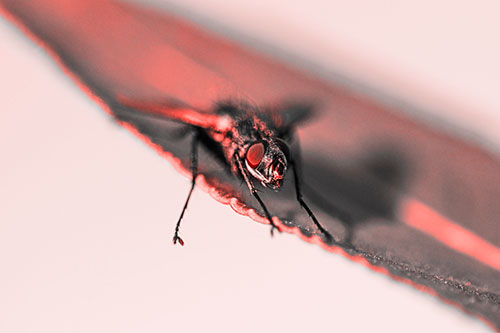 Shadow Casting Cluster Fly Dangles Leg Off Plant Leaf (Red Tone)