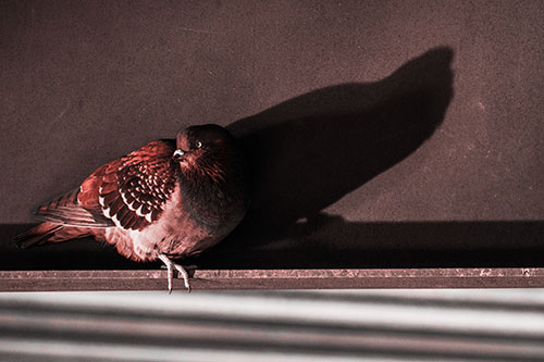 Shadow Casting Pigeon Looking Towards Light (Red Tone)