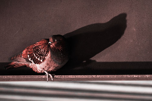 Shadow Casting Pigeon Looking Towards Light (Red Tone Photo)