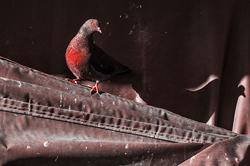 Shadow Casting Pigeon Perched Along Dirty Sloping Tarp (Red Tone)