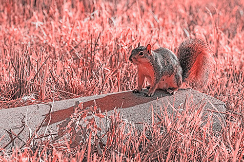 Shadow Casting Squirrel Sitting Atop Concrete Drain (Red Tone)