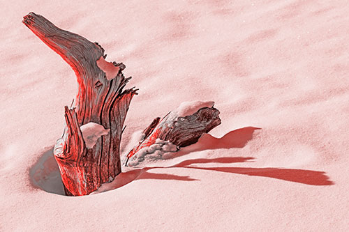 Shadow Casting Tree Trunk Waving Among Snow (Red Tone)