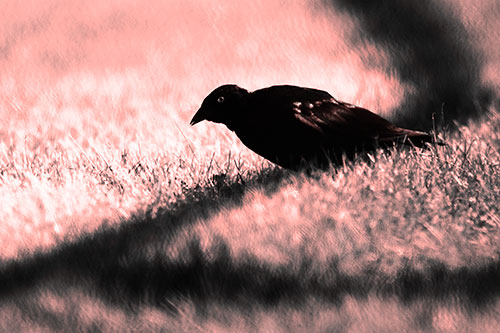 Shadow Standing Grackle Bird Leaning Forward On Grass (Red Tone Photo)
