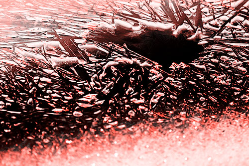 Shattered Ice Crystals Surround Water Hole (Red Tone Photo)