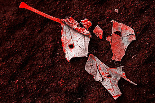 Shattered Leaf Face Separating Atop Pavement (Red Tone)