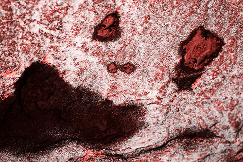 Shocked Puddle Face Drying Among Rock Surface (Red Tone)