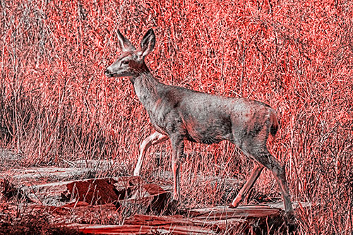 Side Glancing Mule Deer Walking Up Stepping Stones (Red Tone)
