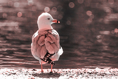 Sideways Glancing Seagull Observing Lake Surroundings (Red Tone)
