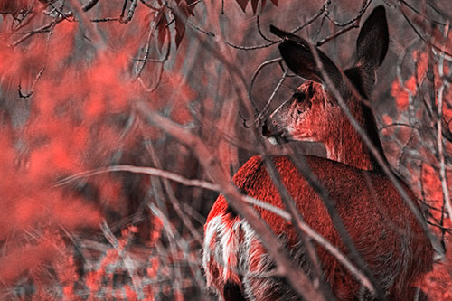 Sideways Glancing White Tailed Deer Beyond Tree Branches (Red Tone Photo)
