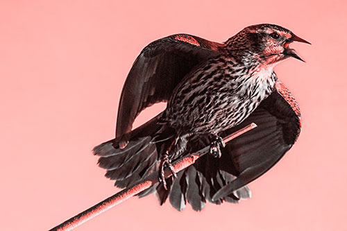 Singing Female Red Winged Blackbird Gripping Broken Cattail (Red Tone)
