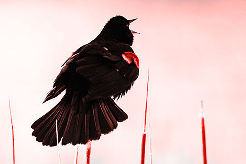 Singing Red Winged Blackbird Atop Cattail Branch (Red Tone Photo)