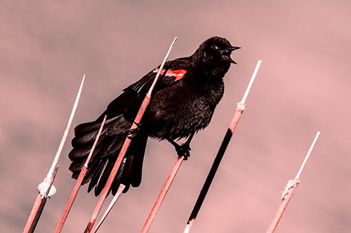 Singing Red Winged Blackbird Gripping Ahold Between Leaning Cattail Branches (Red Tone)