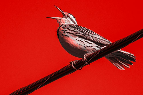 Singing Western Meadowlark Perched Atop Powerline Wire (Red Tone)