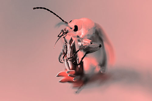 Sitting Blister Beetle Riding Plant Top (Red Tone)