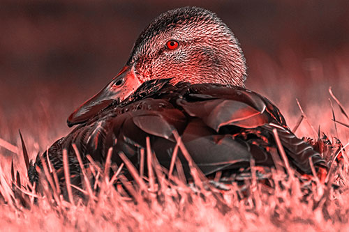 Sitting Mallard Duck Resting Among Grass (Red Tone Photo)