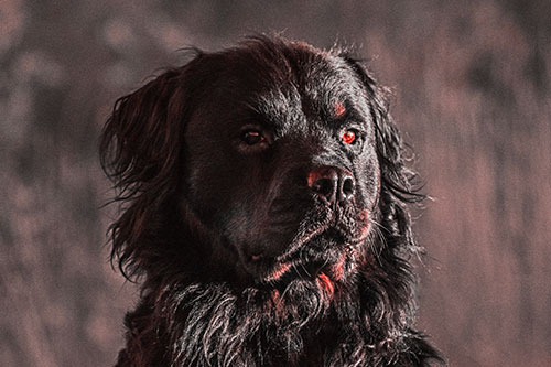 Sitting Rottweiler Dog Poses Among Sunrise (Red Tone)