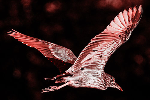 Skittish Black Crowned Night Heron Flying Towards Seclusion (Red Tone)