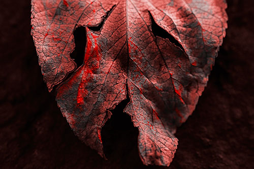 Slant Eyed Leaf Face Decaying Atop Pavement (Red Tone)