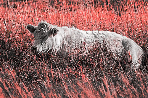 Sleeping Cow Resting Among Grass (Red Tone Photo)