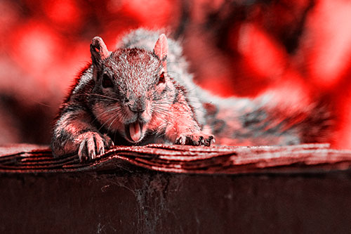 Sleepy Squirrel Yawning Among Rooftop (Red Tone)
