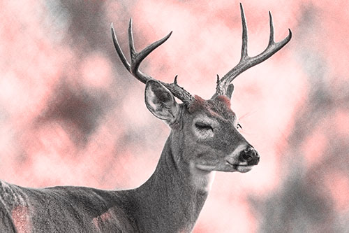 Sleepy White Tailed Deer Dreaming Among Trees (Red Tone)