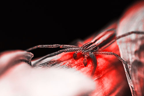 Slender Crab Spider Sprawled Out Among Plant (Red Tone)
