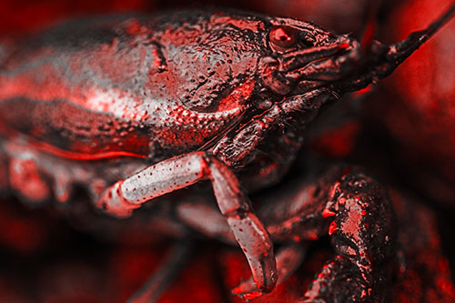 Slimy Wet Bulging Eyed Crayfish (Red Tone Photo)