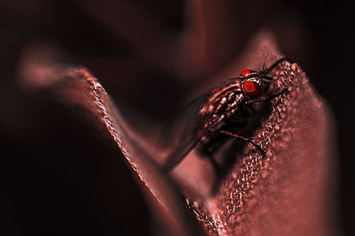 Sloping Cluster Fly Hangs Onto Leaf Petal (Red Tone)