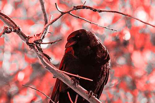 Sloping Perched Crow Glancing Downward Atop Tree Branch (Red Tone Photo)