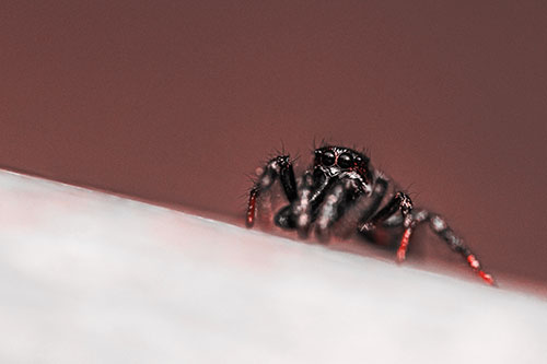 Sloping Perched Jumping Spider Watches Closely (Red Tone)