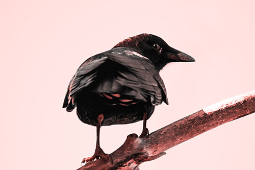 Sly Eyed Crow Glances Backward Among Tree Branch (Red Tone Photo)