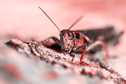 Smiling Grasshopper Grabbing Ahold Tree Stump (Red Tone Photo)