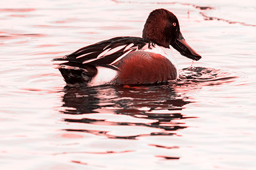 Smiling Northern Shoveler Duck Swimming Calm River Water (Red Tone Photo)