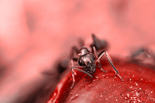 Snarling Carpenter Ant Guarding Sugary Treat (Red Tone Photo)