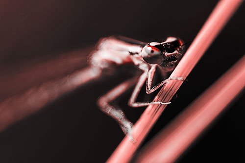 Snarling Damselfly Hangs Onto Grass Blade (Red Tone)