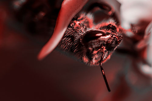 Snarling Honey Bee Clinging Flower Petal (Red Tone)