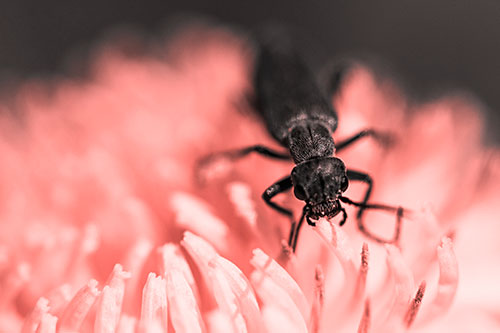 Snarling Oedemera Beetle Eating Dandelion Pollen (Red Tone)