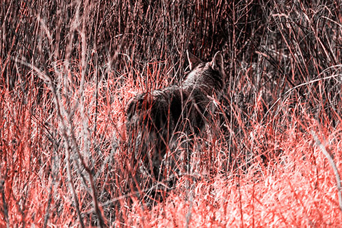 Sneaking Coyote Hunting Through Trees (Red Tone Photo)