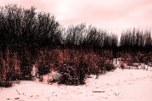 Snow Covered Tall Grass Surrounding Trees (Red Tone Photo)