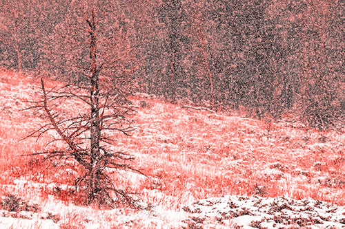 Snow Covers Dead Christmas Tree (Red Tone Photo)