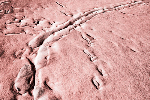 Snow Drifts Cover Footprint Trails (Red Tone Photo)