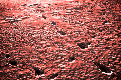 Snow Footprint Trails Crossing Paths (Red Tone Photo)