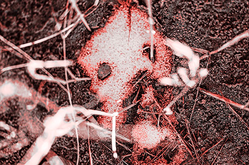Snow Soil Face Screaming Among Sunlight (Red Tone Photo)