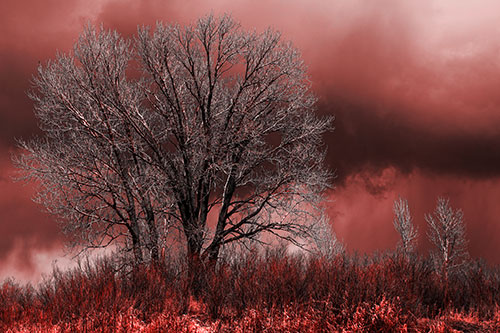 Snowstorm Clouds Beyond Dead Leafless Trees (Red Tone Photo)
