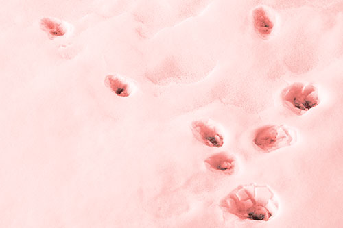 Snowy Animal Footprints Changing Direction (Red Tone Photo)