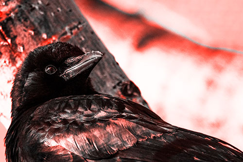 Snowy Beaked Crow Staring Off Into Distance (Red Tone Photo)