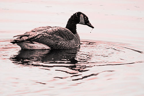 Snowy Canadian Goose Dripping Water Off Beak (Red Tone Photo)