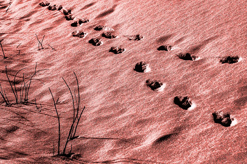 Snowy Footprints Along Dead Branches (Red Tone Photo)